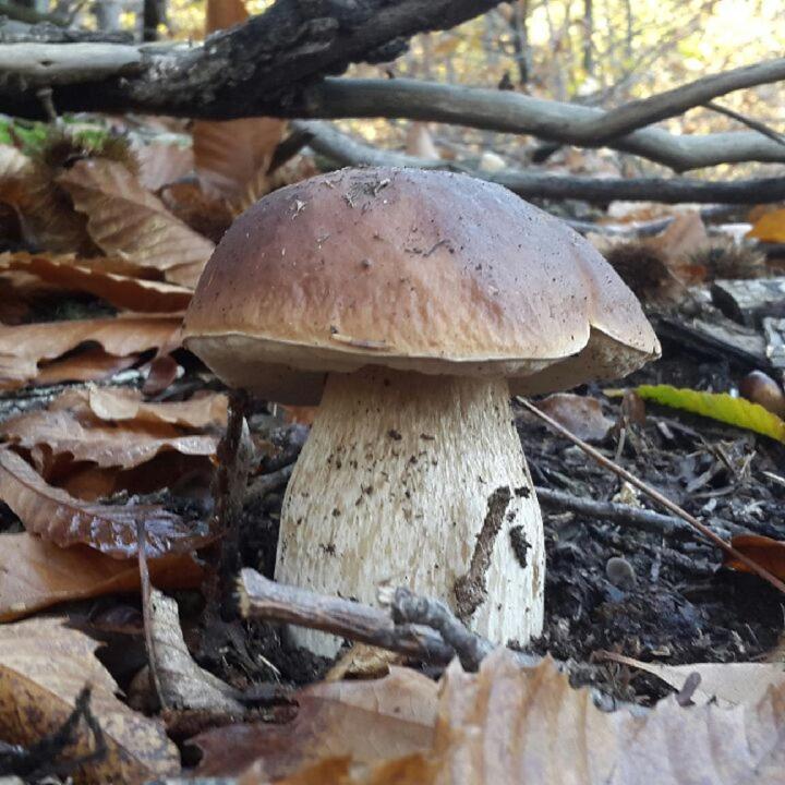 Le Mercou En Cevennes Saint-Martin-de-Boubaux Zewnętrze zdjęcie